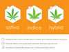 Sativa vs. Indica vs. Hybrid: Which One is Right for You?