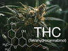 How THC Interacts with the Body: An In-Depth Exploration