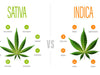 Indica vs. Sativa: Understanding the Differences