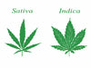 Indica vs. Sativa for Muscle Recovery: Which Strain is Best for Healing?