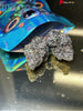 Nutter Butter (Sativa)