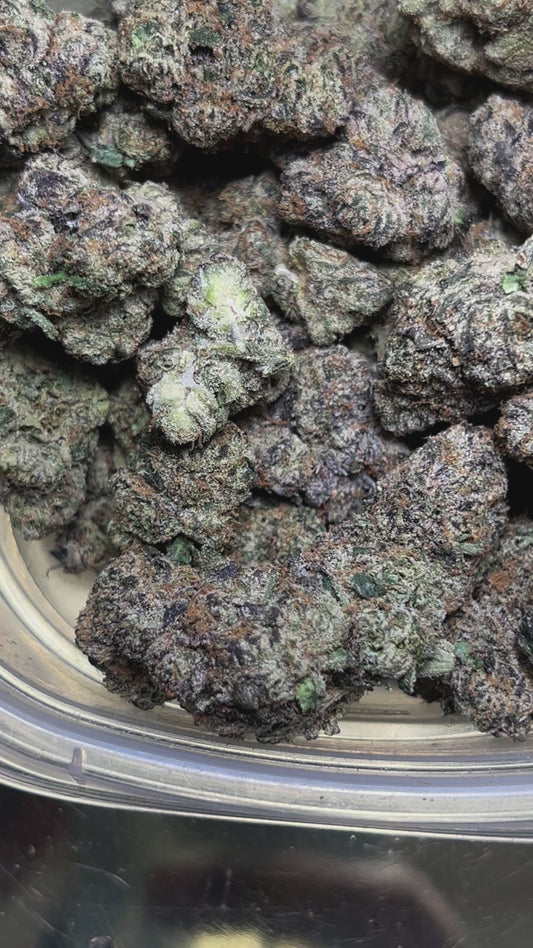 Orange Mimosa (Sativa)