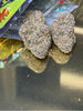 Rainbow Runtz (Hybrid)